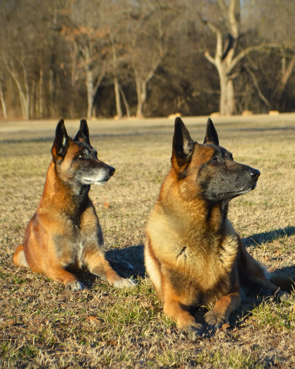 Two Belgian Malinois resting in a winter field in golden late-afternoon light