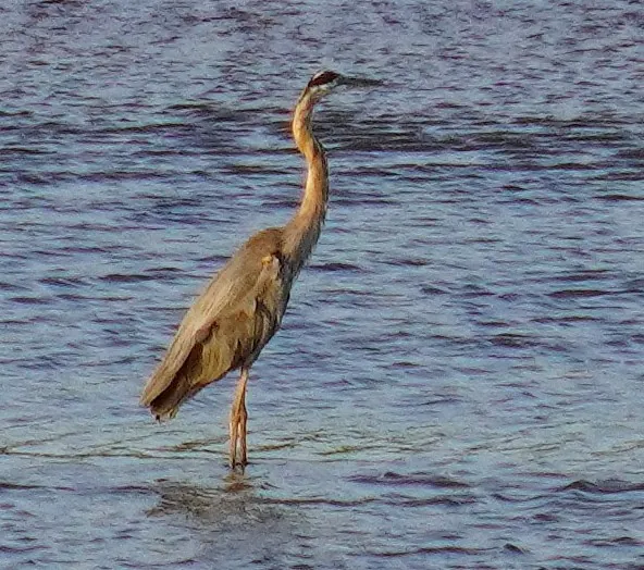 Great blue heron wading in rippling water in warm evening light
