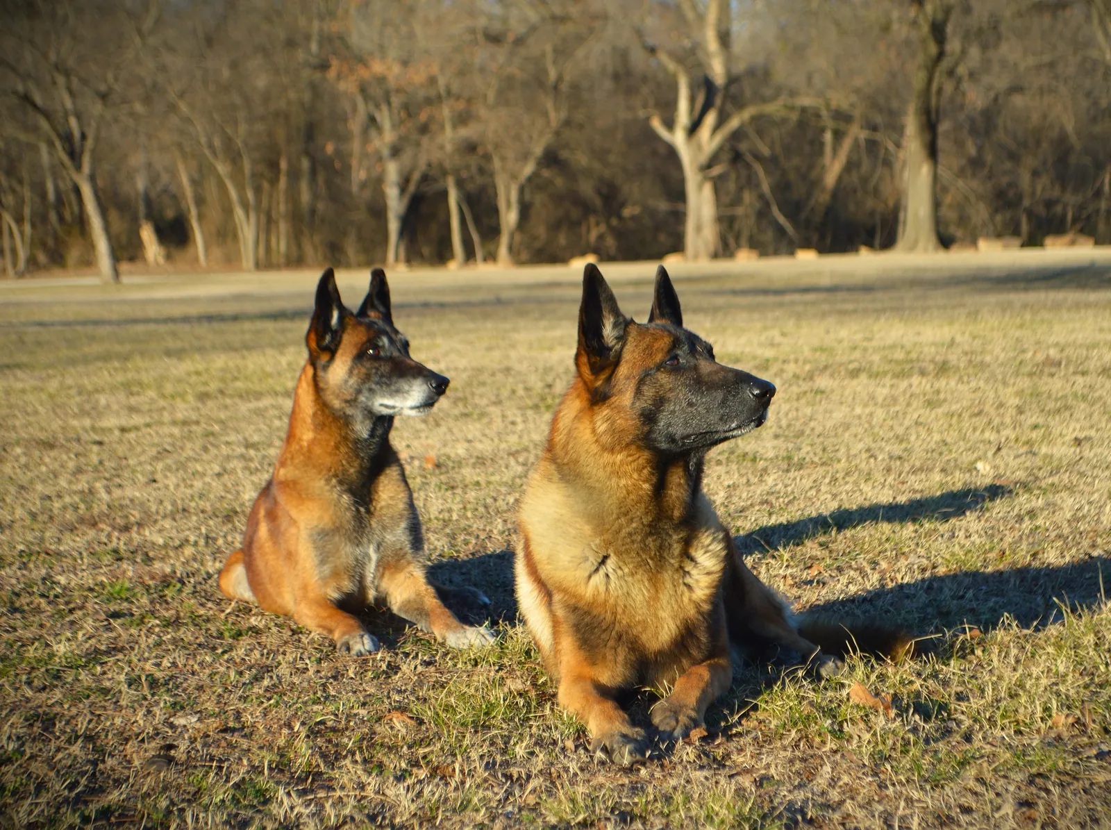 Two Belgian Malinois lying in a winter field in late-afternoon sun