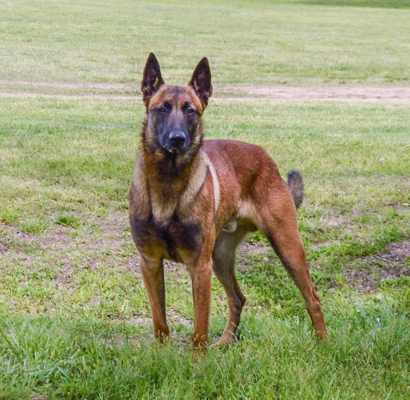 Belgian Malinois standing in a grassy field, looking straight at the camera