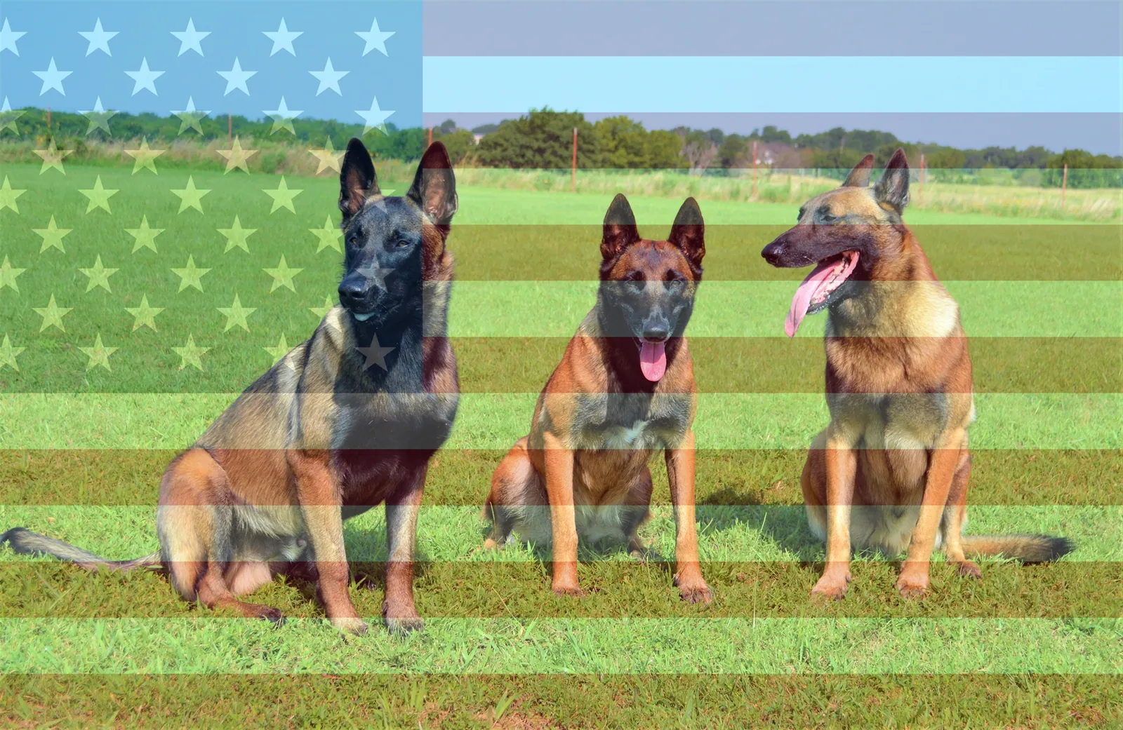 Three Belgian Malinois sitting in a green field with an American flag overlay