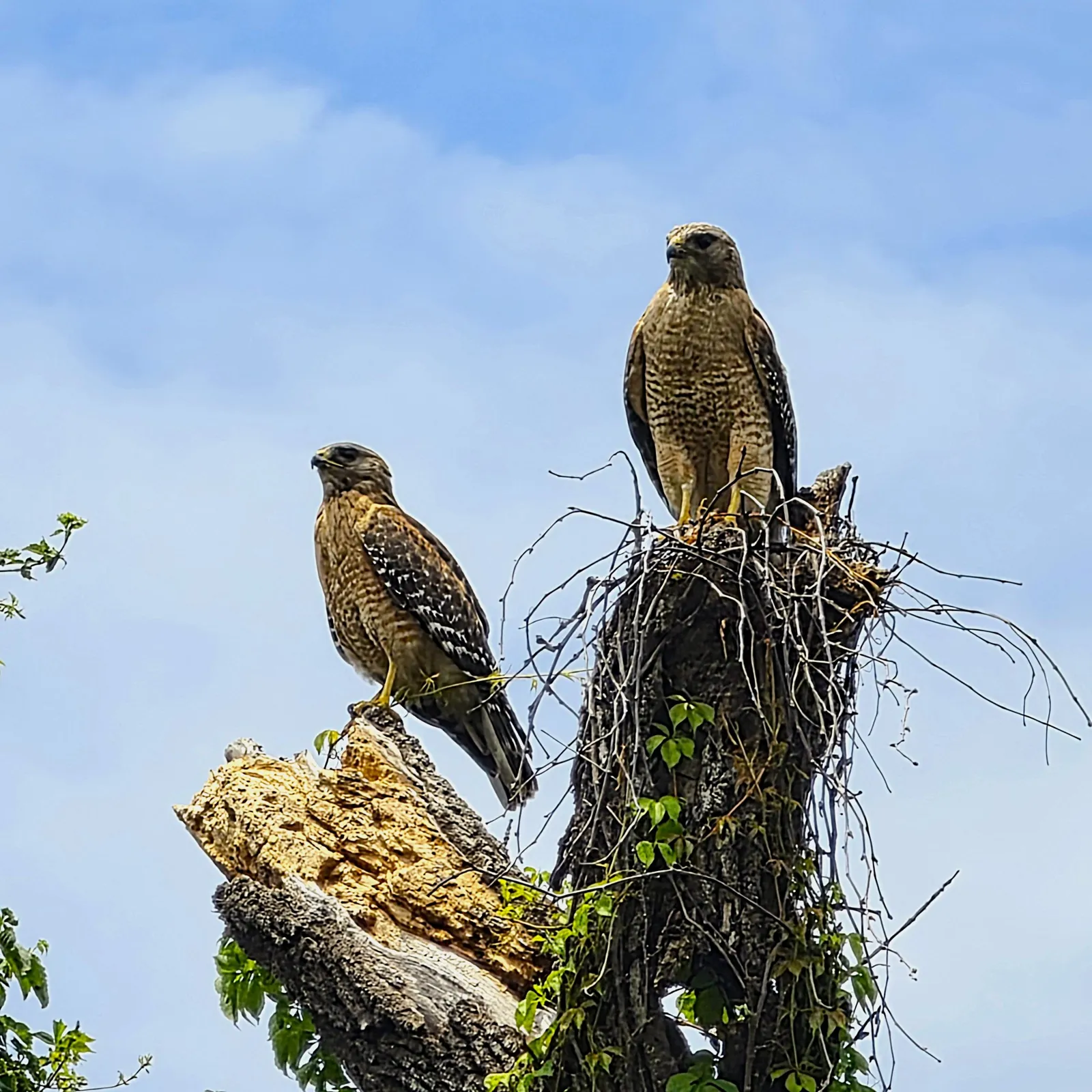Two red-shouldered hawks perched on a broken tree snag against a blue sky