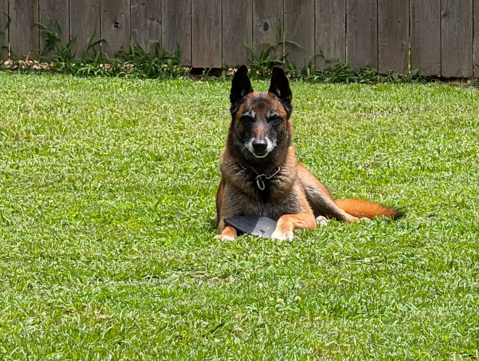 Gray-muzzled Belgian Malinois lying in the grass with a toy between her paws